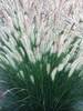 Pennisetum Foxtrot