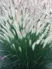 Pennisetum Foxtrot