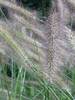 Pennisetum Foxtrot