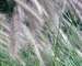 Pennisetum Foxtrot