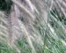 Pennisetum Foxtrot