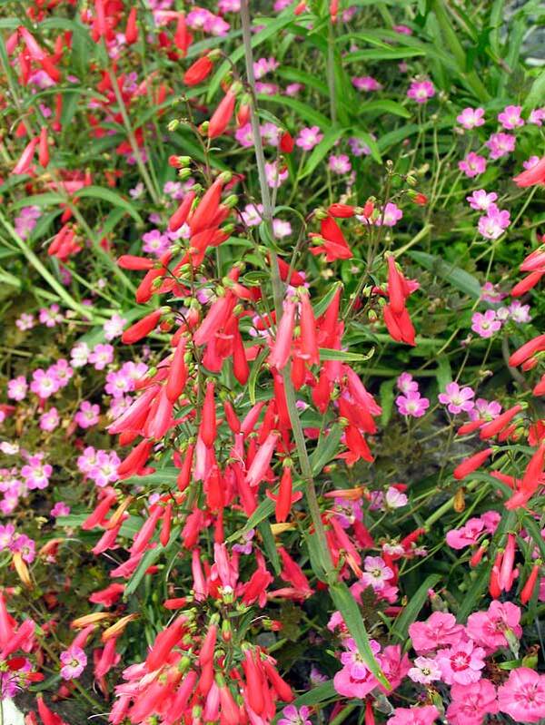 Penstemon Fireworks