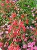 Penstemon Fireworks