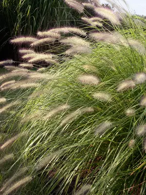 Link to Pennisetum Hameln
