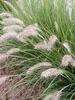 Pennisetum Hameln