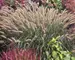 Pennisetum Hameln