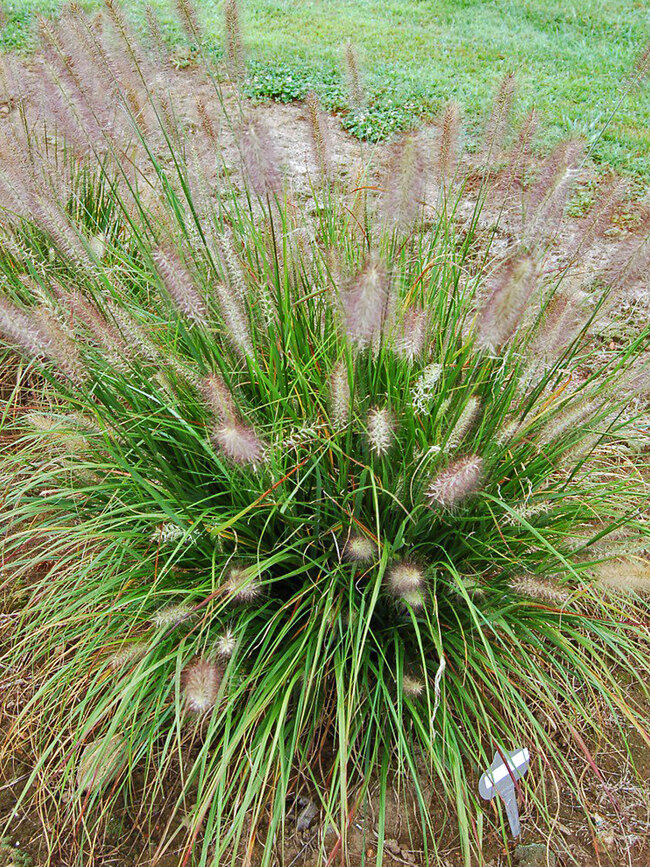 Pennisetum Hush Puppy