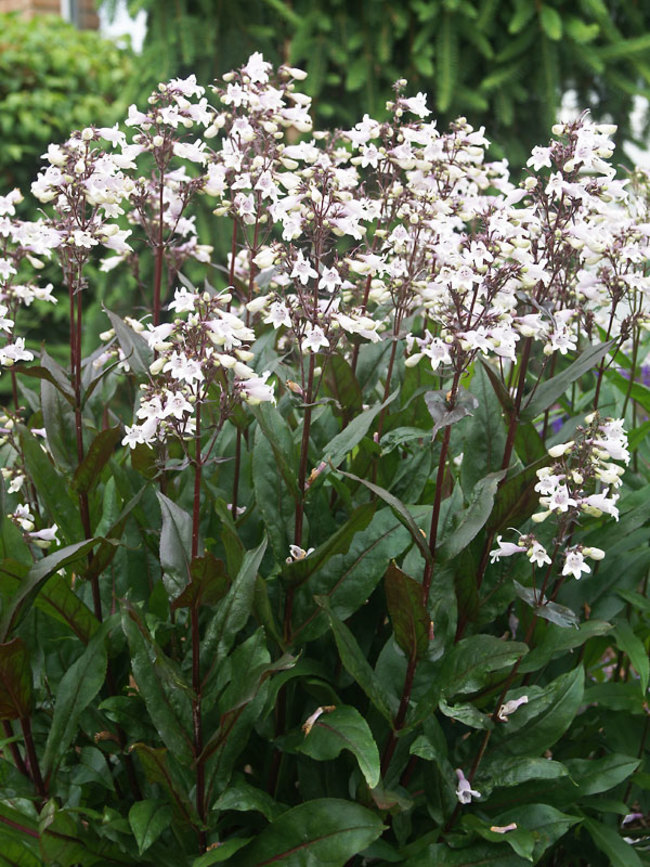 Planet Tage med vant Penstemon Husker's Red | Bluestone Perennials