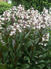 Penstemon Huskers-Red