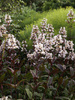 Penstemon Huskers-Red