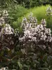 Penstemon Huskers-Red