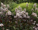 Penstemon Huskers-Red