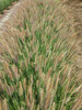 Pennisetum Jambalaya