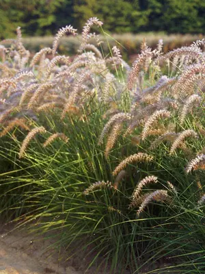 Link to Pennisetum Karley Rose