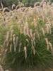 Pennisetum Karley Rose