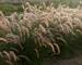 Pennisetum Karley Rose