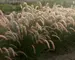 Pennisetum Karley Rose