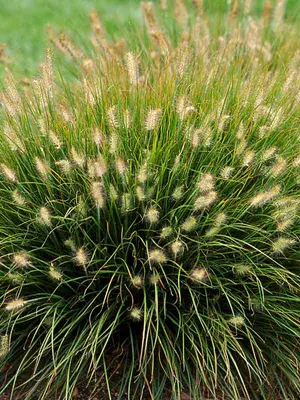 Link to Pennisetum Little Bunny