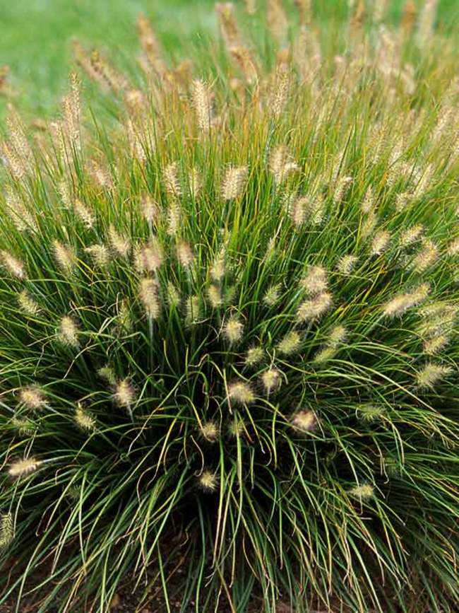 Pennisetum Little Bunny