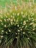 Pennisetum Little Bunny