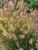 Pennisetum Little Bunny