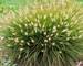 Pennisetum Little Bunny