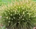 Pennisetum Little Bunny