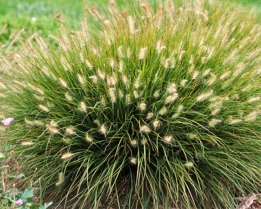 Pennisetum Little Bunny Bluestone Perennials