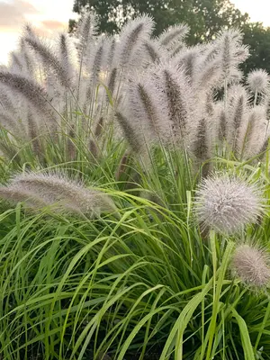 Link to Pennisetum Lemon Squeeze
