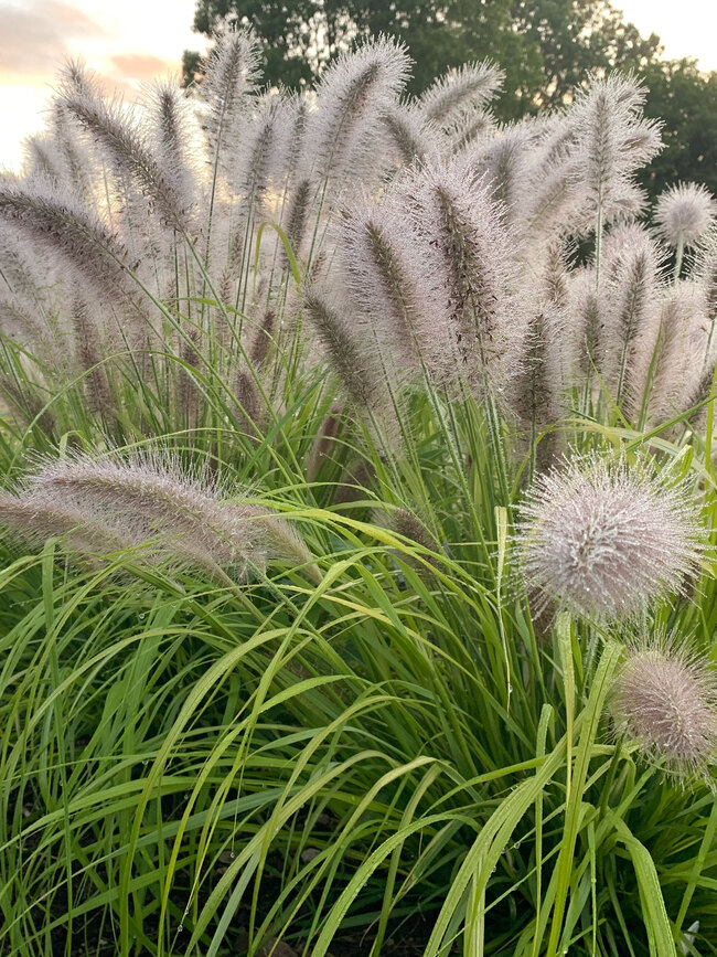 Pennisetum Lemon Squeeze