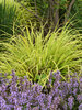 Pennisetum Lemon Squeeze