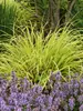 Pennisetum Lemon Squeeze