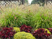 Pennisetum Lemon Squeeze