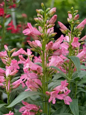 Link to Penstemon Rock Candy&reg; Light Pink
