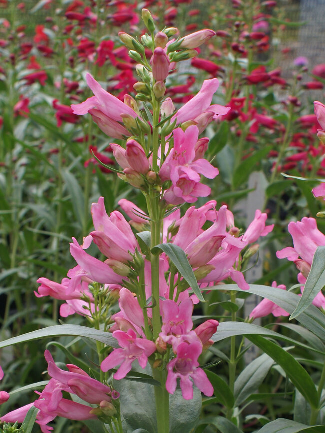 Penstemon Rock Candy Light Pink Bluestone Perennials