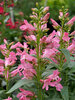 Penstemon Rock Candy Light Pink