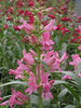 Penstemon Rock Candy Light Pink