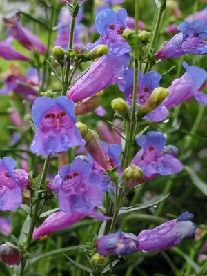 Link to Penstemon Margarita BOP