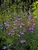Penstemon Margarita BOP