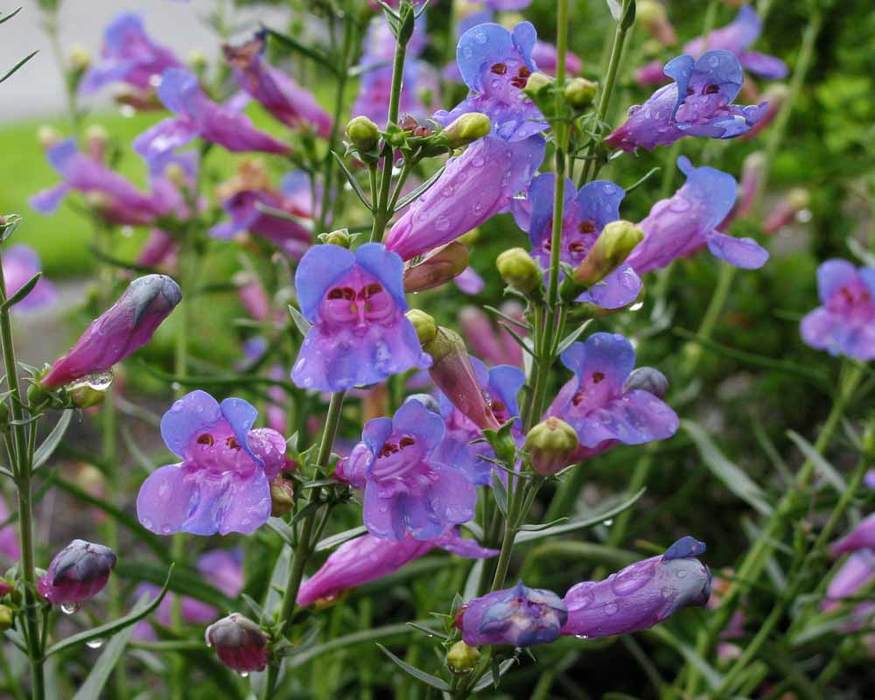 Penstemon Margarita BOP Bluestone Perennials