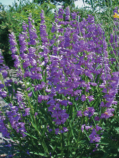 Penstemon