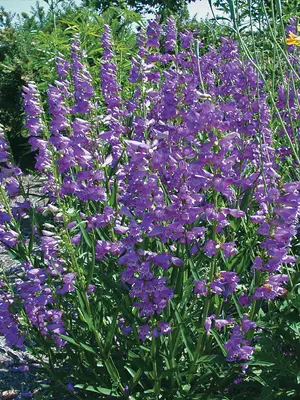 Link to Penstemon Mesa