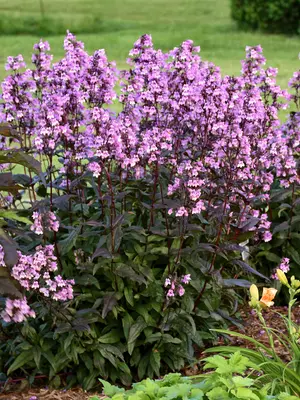 Link to Penstemon Midnight Masquerade