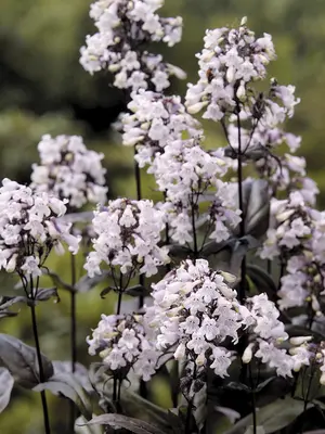 Link to Penstemon Mystica