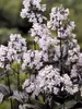 Penstemon Mystica