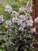 Penstemon Mystica