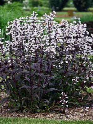 Link to Penstemon Onyx And Pearls