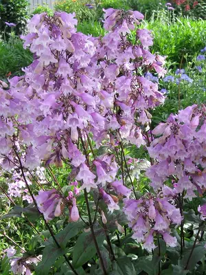 Link to Penstemon Pocahontas