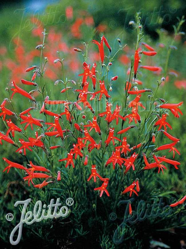 Penstemon Pinifolius