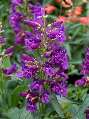 Link to Penstemon Pristine Lilac Purple